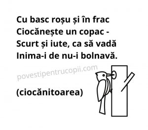 ghicitori_despre_ciocanitoare