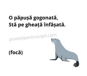 ghicitori_despre_foca
